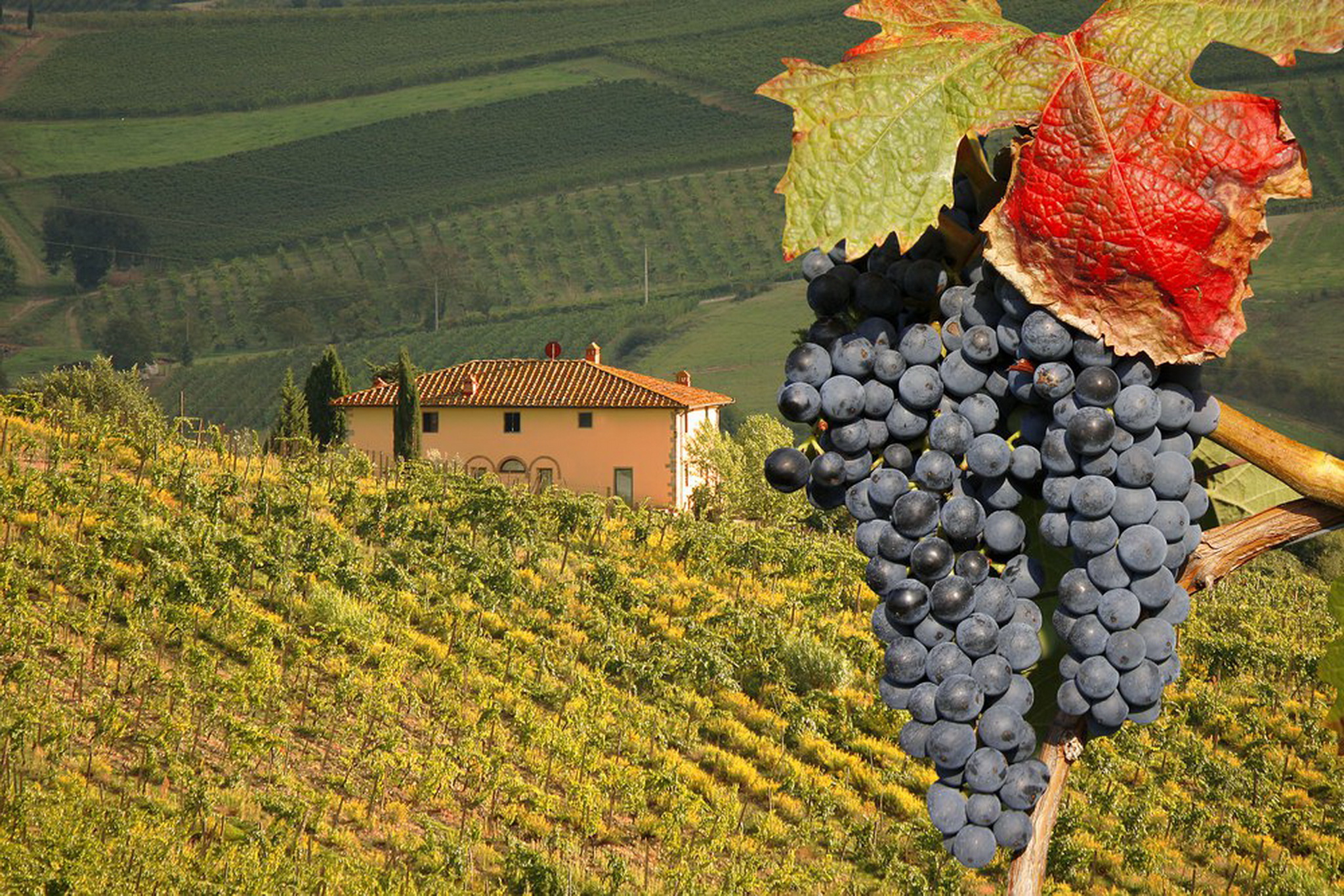 Виноград Италия Описание Сорта Фото